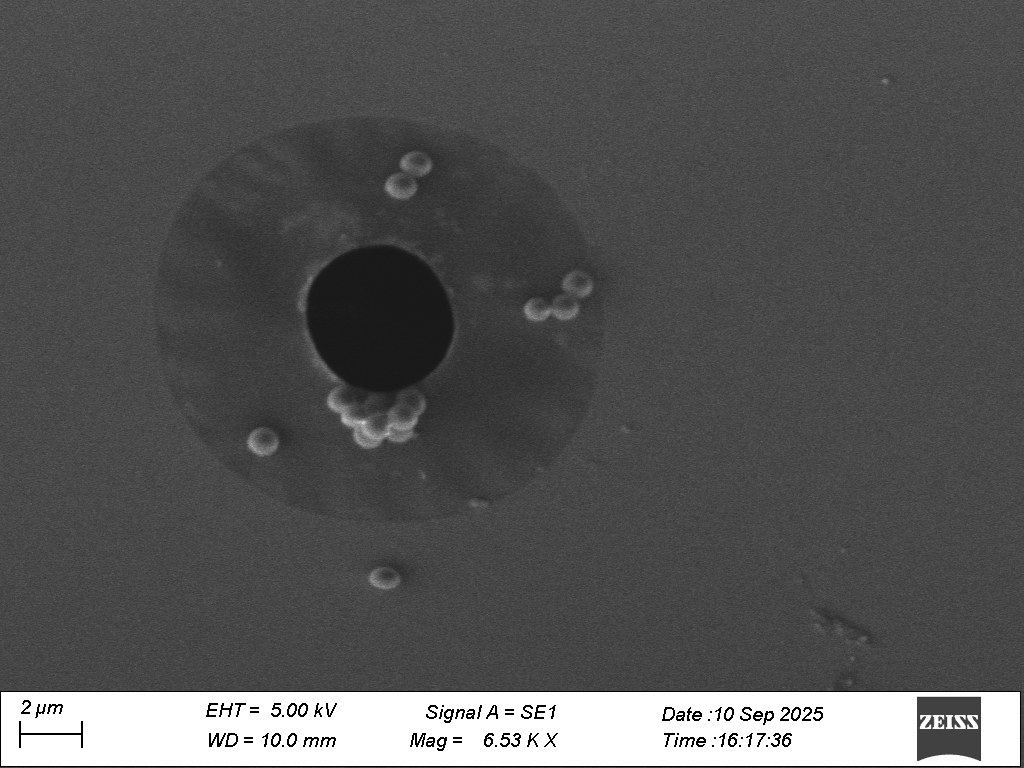 SEM image of a micropore with polystyrene microbeads near the pore